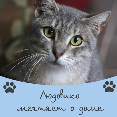 Пятерочка» представила новый слоган «Ждем в гости каждый день» | Вслух.ru