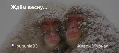 ждем весну｜TikTok Search