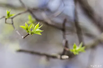 Фразы про весну (Много фото) - treepics.ru
