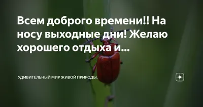 Всем доброго вечера! Желаю хорошего отдыха.. И чудесного настроения!!! |  ✿Окрытки✿ и поздравления✿ | ВКонтакте