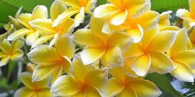 К чему дарят желтые цветы — Читайте в блоге «Городской Базы Цветов»