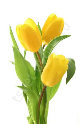 Жёлтые хризантемы и фрезия в корзине - купить в интерент-магазине Rosa Grand