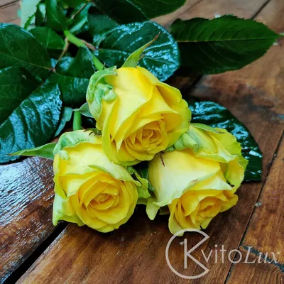 Оливия: кустовые пионовидные жёлтые розы с эвкалиптом по цене 9555 ₽ -  купить в RoseMarkt с доставкой по Санкт-Петербургу