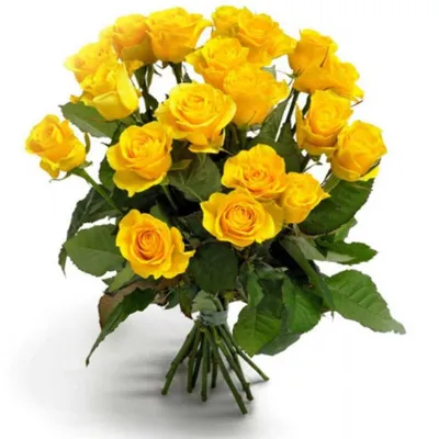 Самые красивые желтые розы - 69 фото