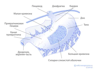 Язва желудка: симптомы, причины, диагностика и лечение | Блог ЛДЦ Здоровье