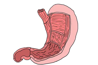 Интересные факты о человеческом желудке