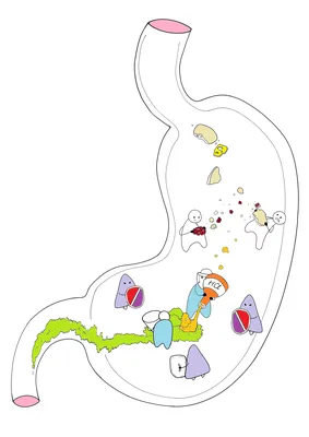 Болит желудок — причины и способы лечения