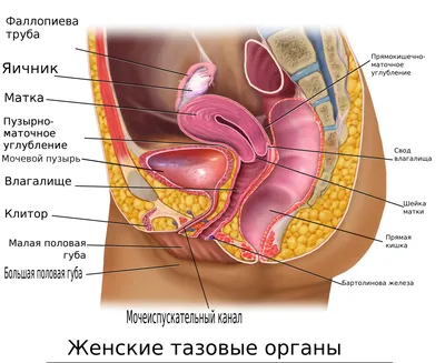 File:Blausen 0400 Женские тазовые органы 02-ru.png - Wikimedia Commons