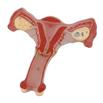 Человеческая Женская матка и искусство, женский половой орган, матка,  медицинское обучение анатомической гинекологии, инструмент | AliExpress