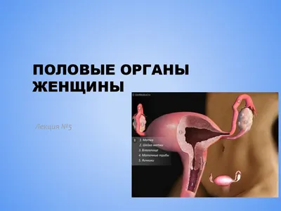 Половые органы женщины - презентация онлайн