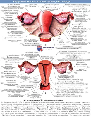 транспарант женский половой орган матка Иллюстрация вектора - иллюстрации  насчитывающей достиганную, страница: 218863681
