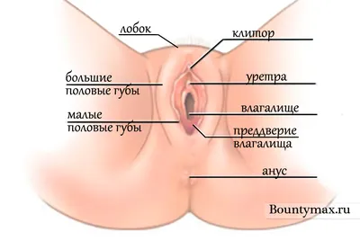 Анатомия: Женские половые органы. Анатомия яичника