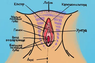 Как устроены женские половые органы - Горящая изба
