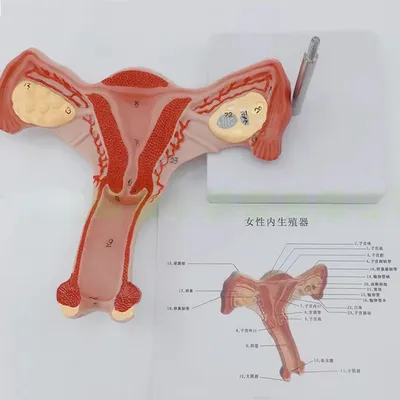 Человеческая матка и искусство, модель женского репродуктивного органа, женский  половой орган, обучение анатомии медицины | AliExpress