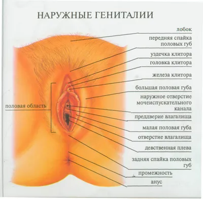 Презентация на тему: Женская половая система