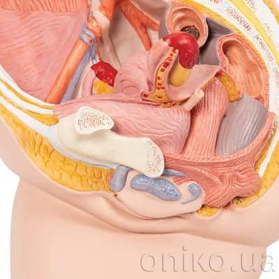 Женский половой орган для медицинских учебных заведений - 3D-модель