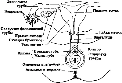 Мужской/женский половой орган, анатомия модель вагинальные/пенис  репродуктивного анатомическая модель | AliExpress
