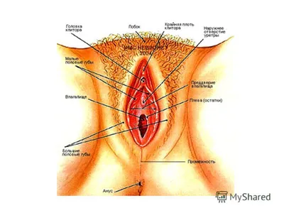 Пролапс матки. гинекология Векторное изображение ©Artemida-psy 157917664