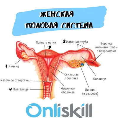 Женская половая система | OnliSkill онлайн - образование | Дзен