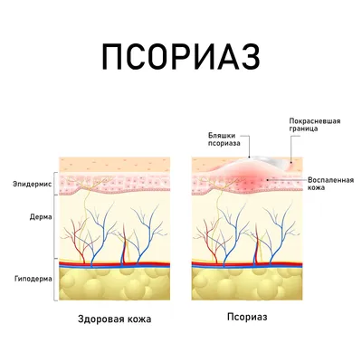 Женский половой орган для медицинских учебных заведений - 3D-модель