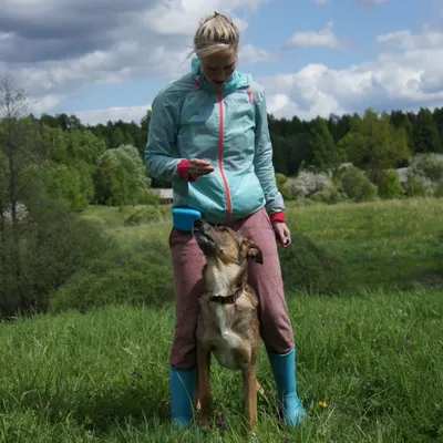 Исследование поведения собак | ВКонтакте