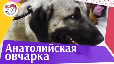 Центр реабилитации животных «Юна» | ВКонтакте