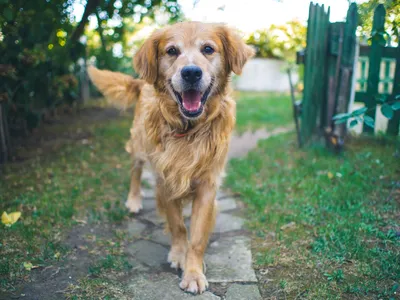 Как воспитать из собаки послушного друга | ВКонтакте