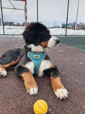 Язык тела собаки: 🐕 что означает виляние хвоста, облизывание хозяина