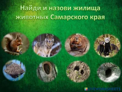 Житель Камешкова придумал необычные «жилища» для домашних животных
