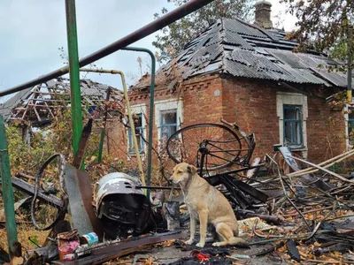 Многоквартирка для кошек. В Новороссийске появились дома для животных -  KP.RU