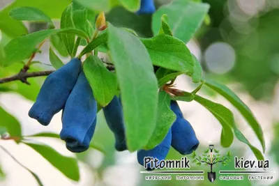 Жимолость плодовая Blue Treasure - Жимолость - GardenPlants