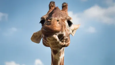 Жираф Ест Делает Смешные Лица стоковое фото ©SarahLouPhotography 647359498