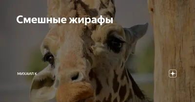 Купить фигурка Zoo Landia Смешные животные Смешные животные Жираф, цены на  Мегамаркет