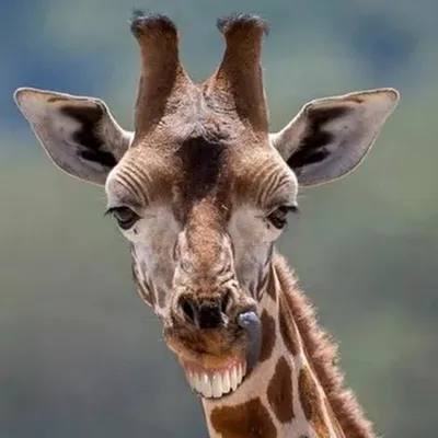 Забавные Жирафы - красивые фото