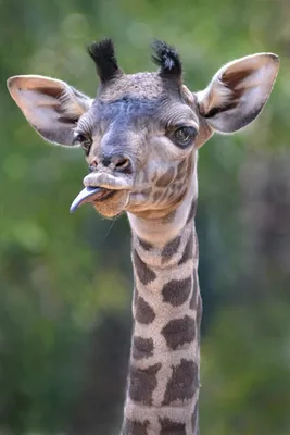 Фото орел Жирафы Смешные животное 2560x1708