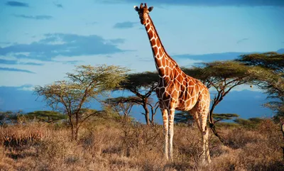ФОТО) В США родился жираф без пятен - возможно, единственный в мире - Nokta