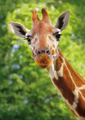 Животное жираф – самое высокое животное. Описание и фото жирафа