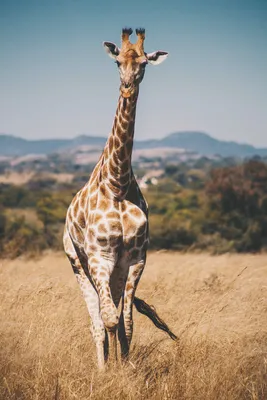 Жираф на саванне. Сафари в Serengeti, Танзания, Африке Стоковое Изображение  - изображение насчитывающей жвачный, картина: 28951219