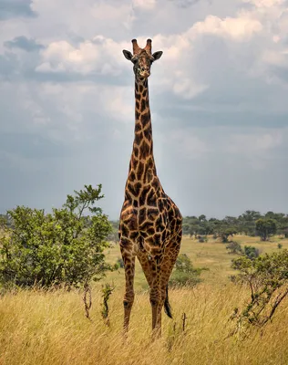 Жирафа Жираф Животное - Бесплатное фото на Pixabay - Pixabay