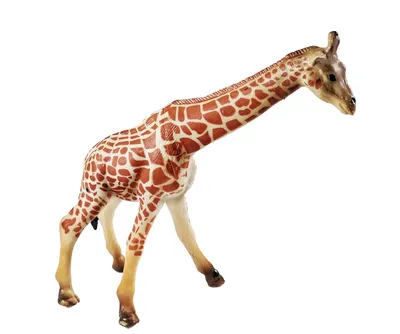 Самый редкий на планете жираф родился в США. Он уникален, но может скоро  погибнуть