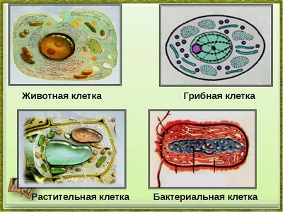 Биология. Практикум. 9 класс: Схема строения растительной и животной клеток