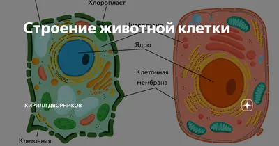 Особенности строения животной клетки • Биология, Животные • Фоксфорд Учебник