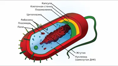 животная клетка - ePuzzle фотоголоволомка