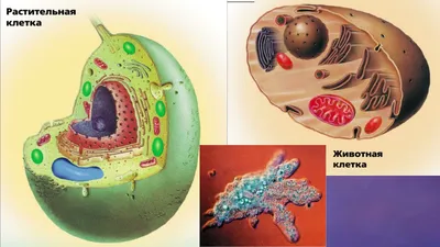 Отличия клеток разных организмов | ЕГЭ Биология | Дзен