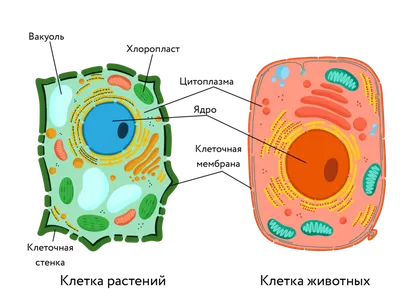 Строение животной клетки | Кирилл Дворников | Дзен