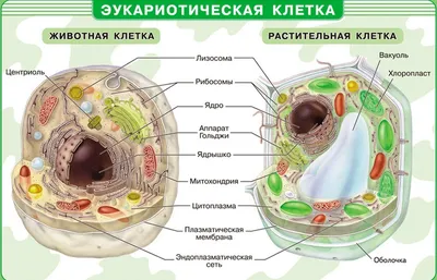 ЖИВОТНАЯ КЛЕТКА - онлайн-пазл