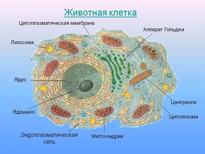 Строение животной клетки | Кирилл Дворников | Дзен