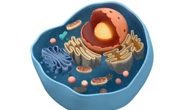 Бактериальная клетка - YouTube