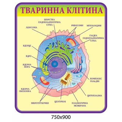 Клетка (в биологии). Большая российская энциклопедия