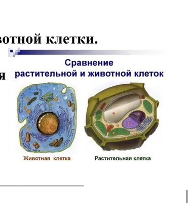 Животная клетка и клетка завода Иллюстрация штока - иллюстрации  насчитывающей биохимии, эндоплазменно: 138417484